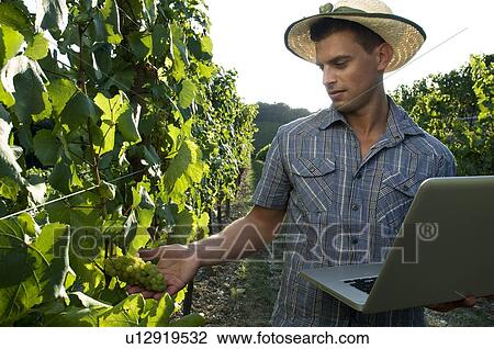 Young man in vineyard holding laptop View Large Photo Image Stock Image - Young man in vineyard holding laptop. Fotosearch