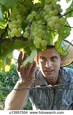 Young man looking at grapes in vineyard View Large Photo Image Picture - Young man looking at grapes in vineyard. Fotosearch