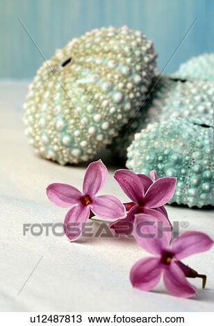 Stock Image - Single lilac blossoms with sea urchins. Fotosearch