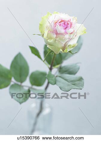 Stock Photograph - Single white rose. Fotosearch
