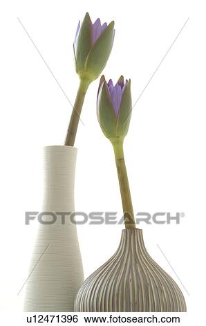 Water lilies View Large Photo Image Stock Photograph - Water lilies. Fotosearch