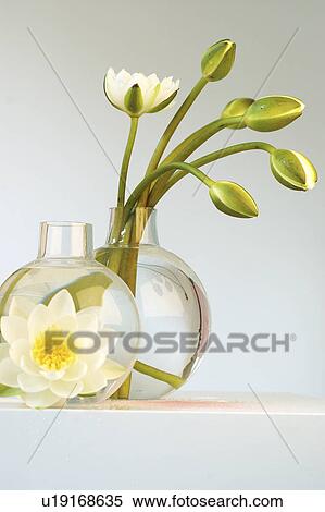 Stock Photography - White water lilies in a glas vase. Fotosearch