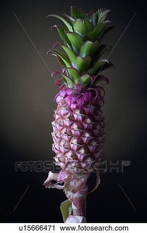 A pink pineapple View Large Photo Image Stock Image - A pink pineapple. Fotosearch