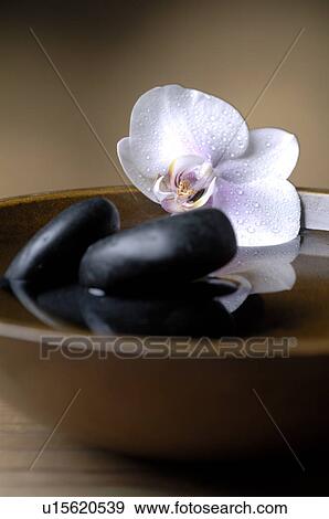 Bowl with black stones and orchid blossoms View Large Photo Image Stock Photo - Bowl with black stones and orchid blossoms. Fotosearch