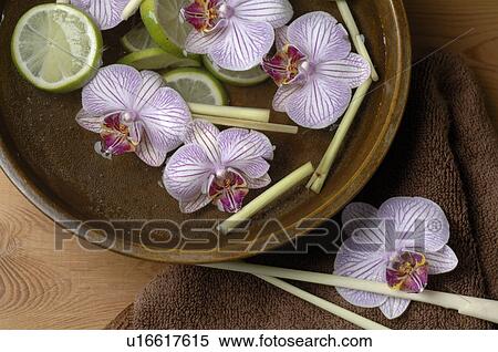 Bowl with orchid blossoms and limes View Large Photo Image Stock Photography - Bowl with orchid blossoms and limes. Fotosearch