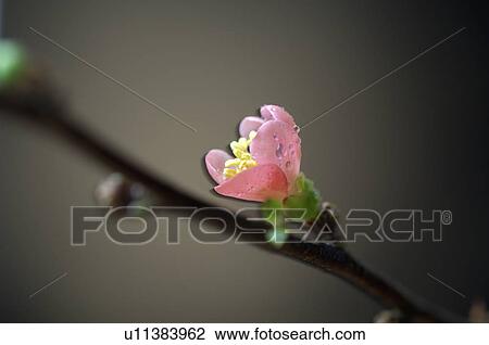 Cherry blossom View Large Photo Image Stock Image - Cherry blossom. Fotosearch