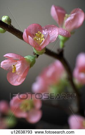 Stock Image - Cherry blossoms. Fotosearch