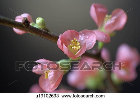 Stock Image - Cherry blossoms. Fotosearch