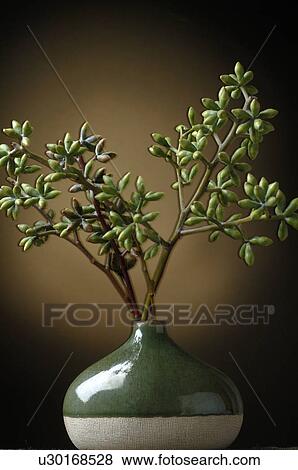 Glasswort View Large Photo Image Stock Photo - Glasswort. Fotosearch
