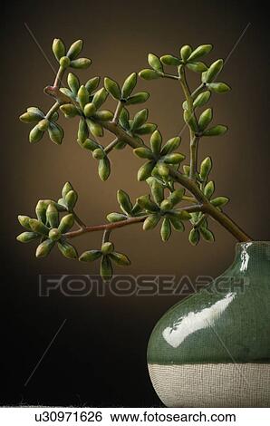 Glasswort View Large Photo Image Stock Photograph - Glasswort. Fotosearch