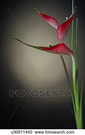 Stock Image - Heleconia. Fotosearch