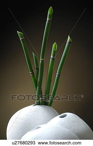 Horsetail View Large Photo Image Stock Image - Horsetail. Fotosearch