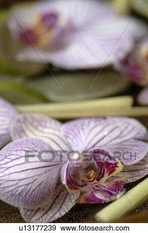 Stock Photo - Orchid blossom. Fotosearch