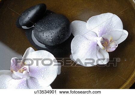 Orchid blossoms and black stones View Large Photo Image Stock Image - Orchid blossoms and black stones. Fotosearch