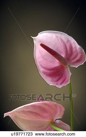 Pink flamingo flower blossom View Large Photo Image Stock Image - Pink flamingo flower blossom. Fotosearch