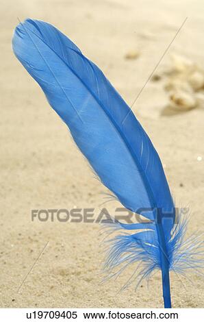 Stock Photography - Blue feather in the sand. Fotosearch