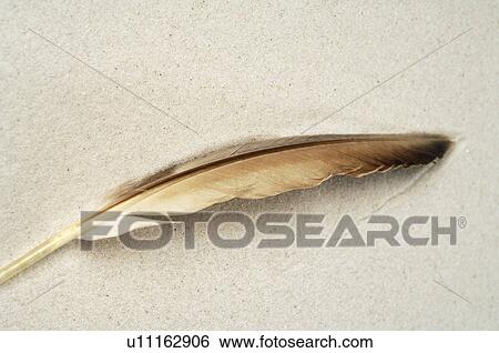 Stock Photograph - Feather in the sand. Fotosearch