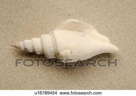 Picture - Mussel shell in the sand. Fotosearch