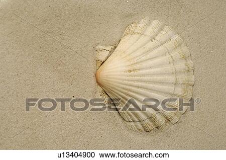 Mussel shell in the sand View Large Photo Image Stock Image - Mussel shell in the sand. Fotosearch