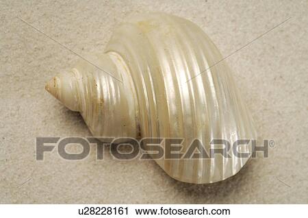 Mussel shell in the sand View Large Photo Image Stock Image - Mussel shell in the sand. Fotosearch