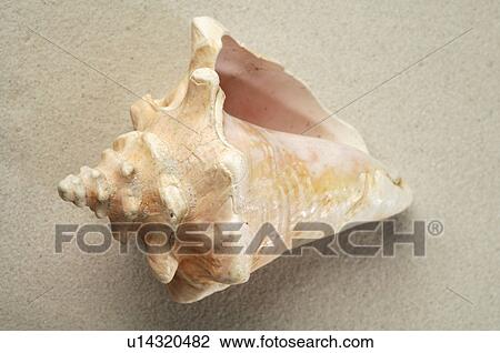 Stock Image - Shell in the sand. Fotosearch