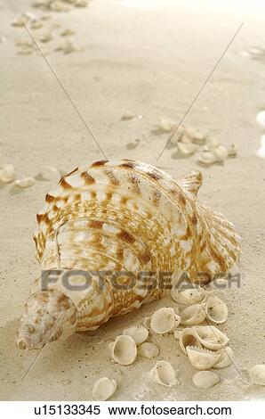 Stock Photography - Shell in the sand. Fotosearch