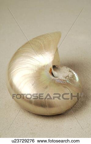 Snail shell in the sand View Large Photo Image Stock Photograph - Snail shell in the sand. Fotosearch