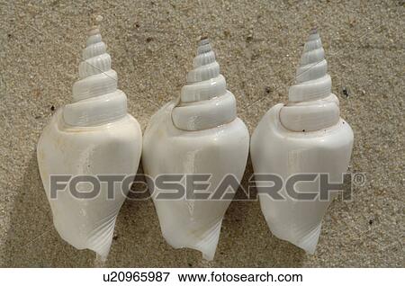 Three snail shells in the sand View Large Photo Image Stock Photo - Three snail shells in the sand. Fotosearch