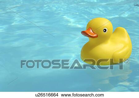Picture - Yellow rubber duck in the water. Fotosearch
