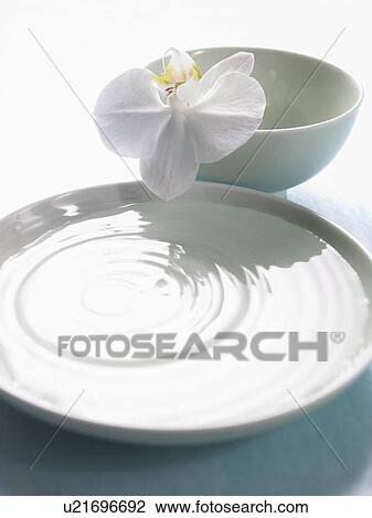 Arrangement of a bowl filled with water and a orchid blossom View Large Photo Image Stock Image - Arrangement of a bowl filled with water and a orchid blossom. Fotosearch