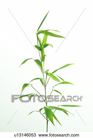 Bamboo View Large Photo Image Stock Image - Bamboo. Fotosearch
