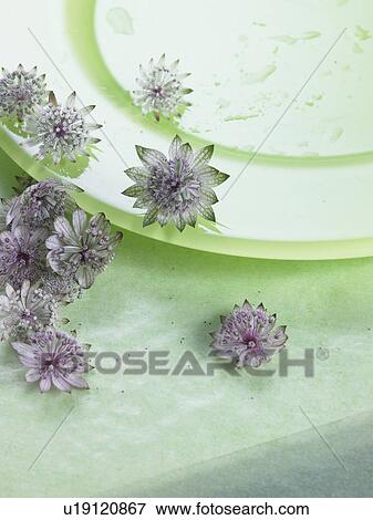 Stock Photo - Blossoms on a green plate. Fotosearch
