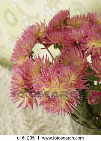 Bouquet of chrysanthemum View Large Photo Image Stock Image - Bouquet of chrysanthemum. Fotosearch