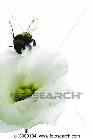 Picture - Bumble bee in a eustoma blossom. Fotosearch