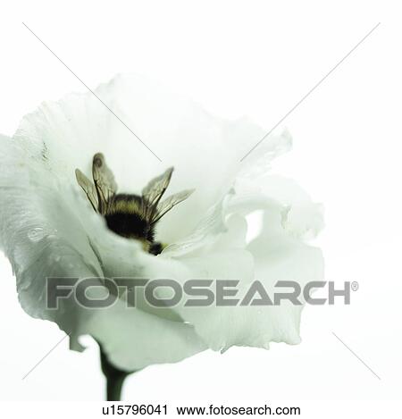 Stock Image - Bumble bee in a eustoma blossom. Fotosearch