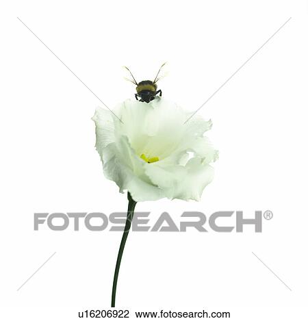 Bumble bee in a eustoma blossom View Large Photo Image Stock Image - Bumble bee in a eustoma blossom. Fotosearch