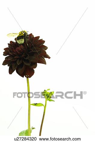 Stock Image - Bumble bee on a dahlia blossom. Fotosearch