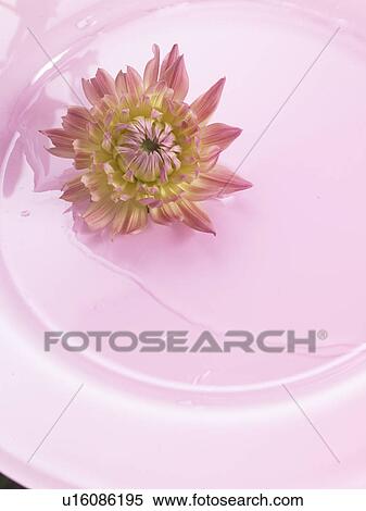 Stock Photography - Chrysanthemum blossom on a pink plate. Fotosearch