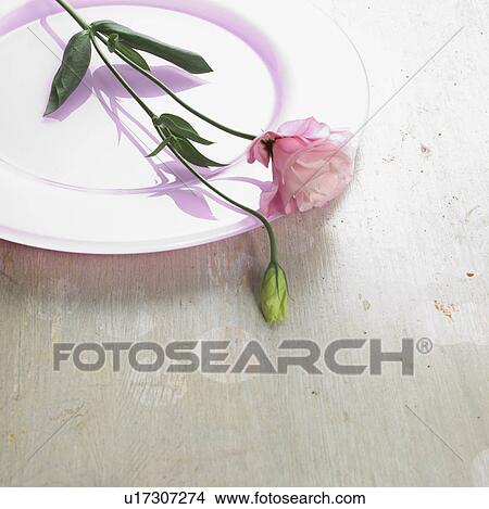 Eustoma blossom on a pink plate View Large Photo Image Picture - Eustoma blossom on a pink plate. Fotosearch