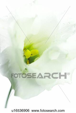 Eustoma View Large Photo Image Stock Photograph - Eustoma. Fotosearch