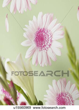 Flowery wallpaper View Large Photo Image Stock Photo - Flowery wallpaper. Fotosearch