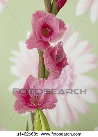 Gladiolus View Large Photo Image Stock Photography - Gladiolus. Fotosearch