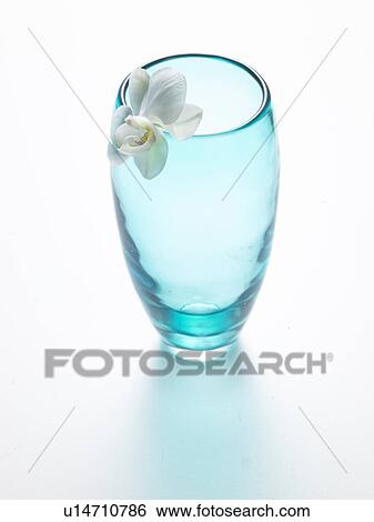 Glas vase and orchid blossom View Large Photo Image Stock Photograph - Glas vase and orchid blossom. Fotosearch