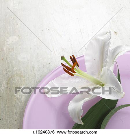 Lily blossom on a light violet plate View Large Photo Image Stock Photograph - Lily blossom on a light violet plate. Fotosearch