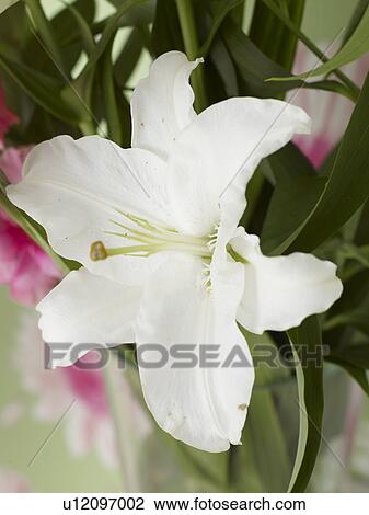 Lily blossom View Large Photo Image Stock Image - Lily blossom. Fotosearch