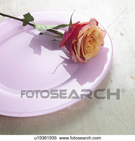 Rose on a light violet plate View Large Photo Image Stock Photography - Rose on a light violet plate. Fotosearch
