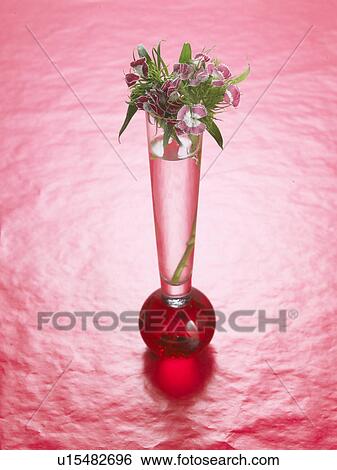 Stock Photograph - Sweet william in a red glass vase. Fotosearch
