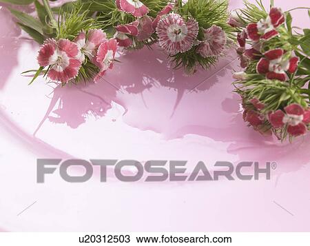 Sweet william on a pink plate View Large Photo Image Stock Image - Sweet william on a pink plate. Fotosearch