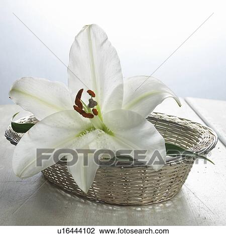 White lily blossom in a basket View Large Photo Image Stock Image - White lily blossom in a basket. Fotosearch