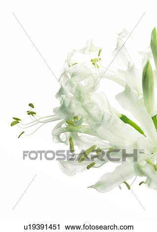 Stock Image - White nerine, cut off. Fotosearch